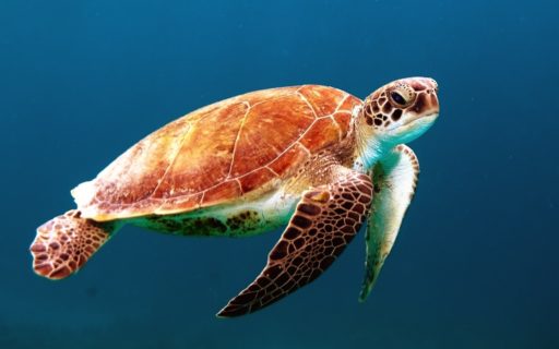 Turtle rescue projects (Mexico)