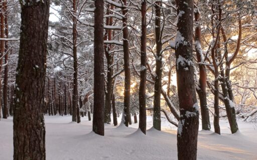 Eszter’s ESC experience in Estonia