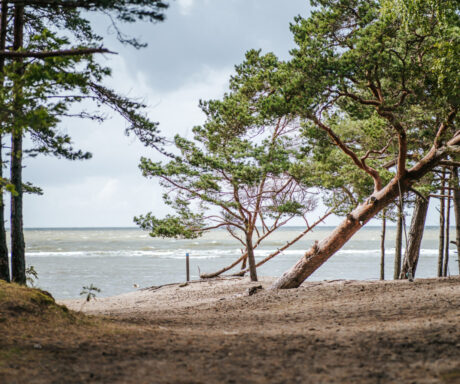 2021 08 15 dirhami neem 121 silver raidla 1536x1024