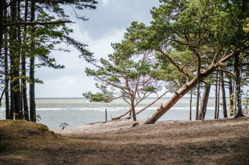 2021 08 15 dirhami neem 121 silver raidla 1536x1024