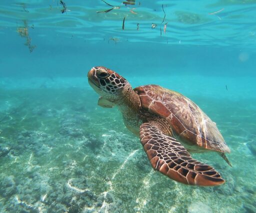 olga ga irgblpf50ie unsplash