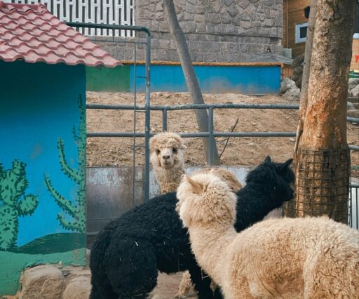 billow926 gdivkrpssi8 unsplash