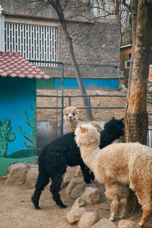 billow926 gdivkrpssi8 unsplash