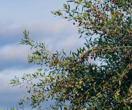 mohamed fsili ugdspx7jwuo unsplash