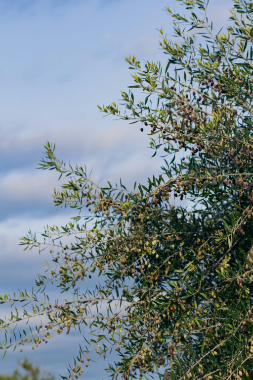 mohamed fsili ugdspx7jwuo unsplash