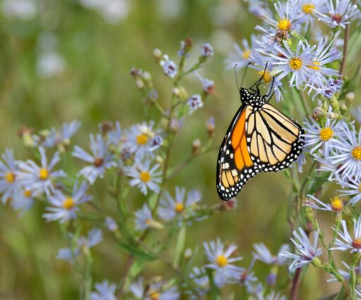 james wheeler ml10oqzzdyi unsplash