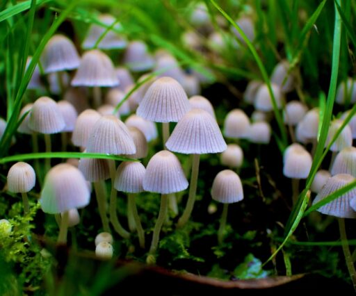 ripley elisabeth brown yt8fv3 diog unsplash