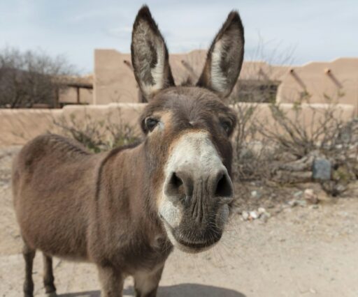 carol highsmith s america 8x8mlxrmq4i unsplash