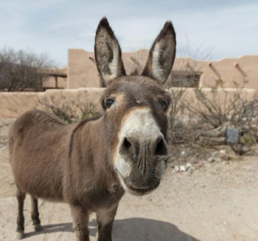 carol highsmith s america 8x8mlxrmq4i unsplash