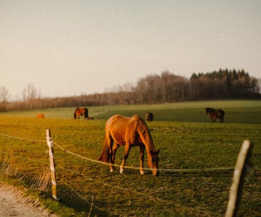 giorgi iremadze pmp6bxadenk unsplash