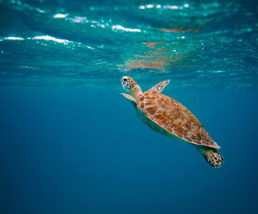 david courbit m8xxvih v u unsplash