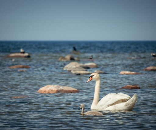 jecqan swans 8122253 1920