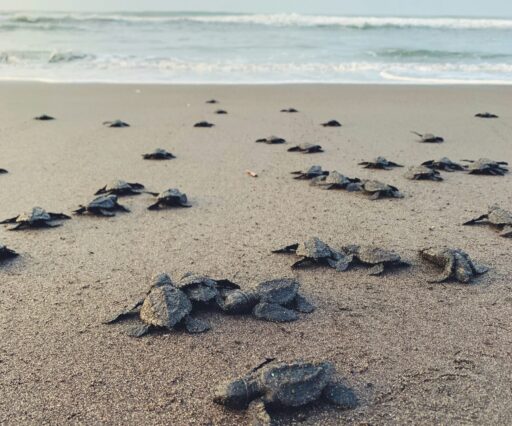 marc andre julien padlcisjosa unsplash