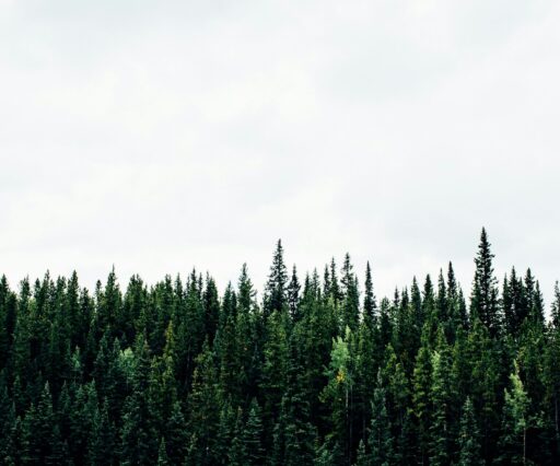 michael benz iz2sgqkihm unsplash